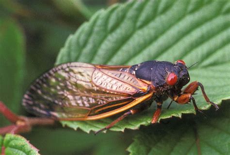 Difference Between Locusts And Cicadas Pediaacom