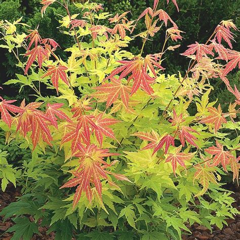 Buy Japanese Maple Acer Palmatum Orange Dream Delivery By Waitrose