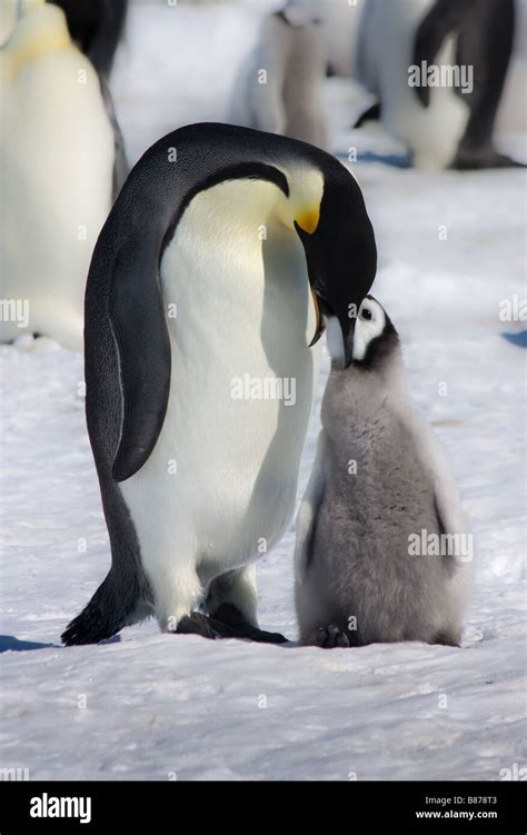 Emperor Penguin Parent Feeding Chick In Snow Hill Island Rookery Stock