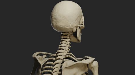 Artstation Pbr Human Male Skeleton Resources