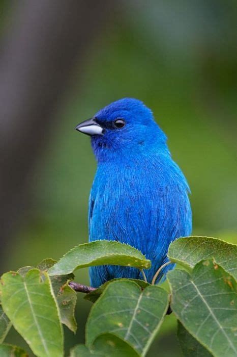 Very Blue Bird Beautiful Birds Backyard Birds Blue Bird
