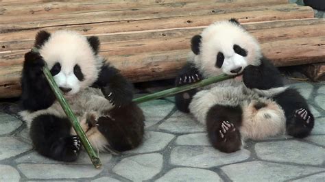 桜浜 桃浜 竹で遊ぶ Panda Baby パンダ アドベンチャーワールド Youtube