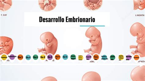 Linea De Tiempo Desarrollo Embrionario By Sofia Zappala On Prezi