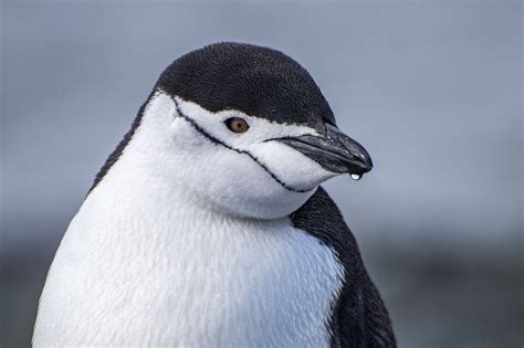 Discover The Different Types Of Penguins In Antarctica