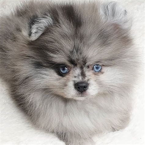 White Blue Eyes Pomeranian Puppies Pets Lovers