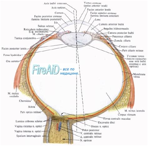 Анатомия Сосудистая оболочка глазного яблока Собственно сосудистая