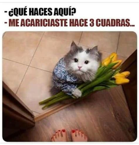 Top Memes De Gato En Español Memedroid