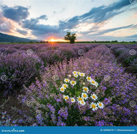 Lavender Field Sunrise Stock Photos Download 2134 Royalty Free Photos