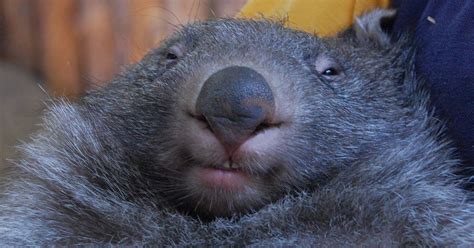 Scientists Now Know Why Wombat Poop Comes Out In Cubes Huffpost Uk