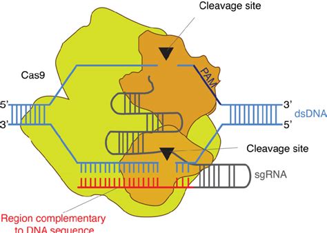 The Crisprcas9 Genome Editing System Schematic Showing The Mechanism