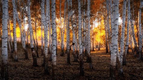 15 Birch Forest In Autumn Wallpapers Wallpaperboat
