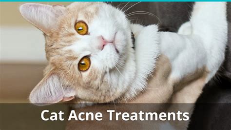 Ascites is the abnormal buildup of fluid in the abdomen. Cat Acne: What Is Feline Chin Acne And What Is The Right ...