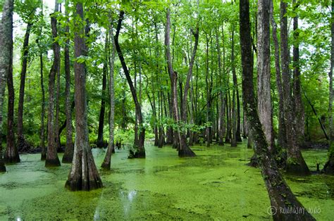 Swamp Wallpapers Earth Hq Swamp Pictures 4k Wallpapers 2019