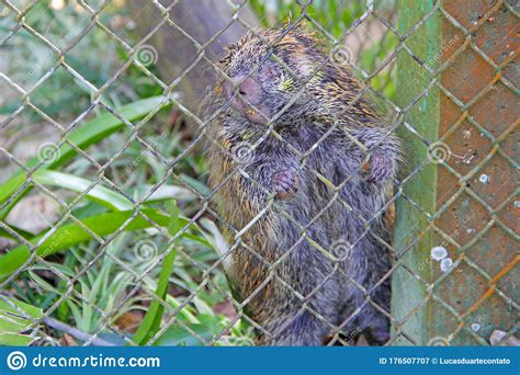 Animal Trapped In Zoo Cage Stock Image Image Of Yard 176507707