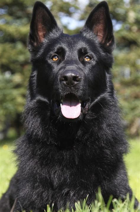 Handsome Solid Black Gsd Black German Shepherd Dog Black German Shepherd