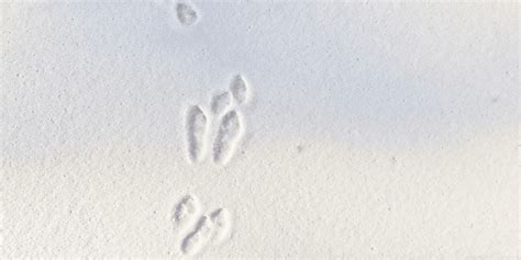 How To Identify Animal Tracks In The Snow