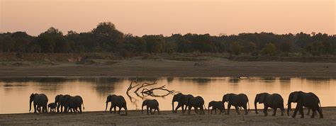 Elephants Panorama Photograph By Johan Elzenga Pixels