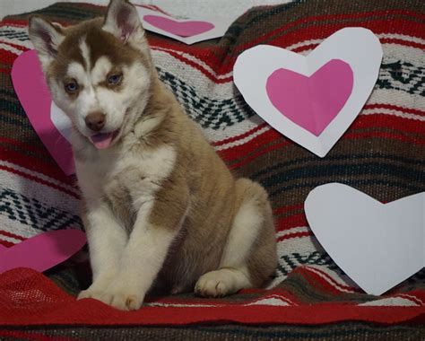 Siberian Husky For Sale Fredericksburg Oh Male Danny Ac Puppies Llc