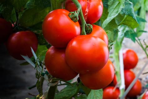 How To Fertilize Tomato Plants With Compost Grow Tomatoes Naturally