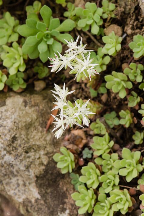 Sedum Glaucophyllum Cliff Stonecrop Blue Ridge Parkway Flickr