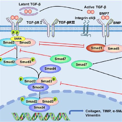 TGF β Smad pathways and therapy TGF β induced canonical Smad signaling