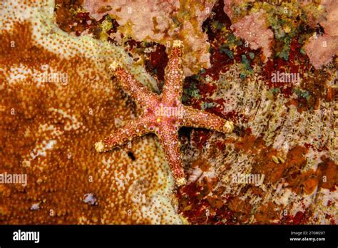 Egyptian Sea Star Gomophia Egyptiaca Yap Micronesia Stock Photo Alamy