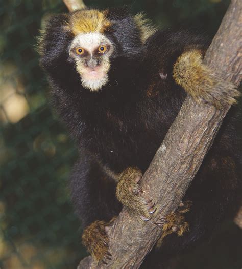 Photos Of The Worlds 25 Most Endangered Primates