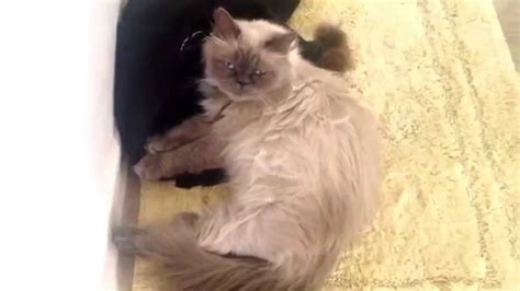 Persian Cat 6 Weeks Pregnant Youtube