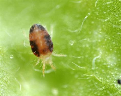 How To Get Rid Of Mites Spider Mites In Your Garden Yates AU