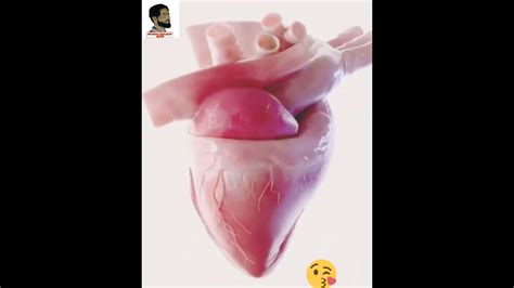 How Human Heart Works Beating Of Human Heart Animation Lub Dub