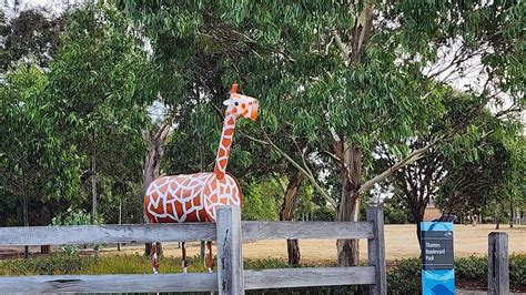 Jerry The Giraffe New Werribee Celebrity All The Craze In Melbournes