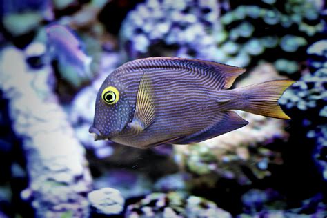 New Court Ruling Further Restricts Commercial Aquarium Fishing In