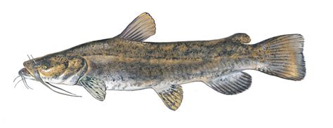 Species Spotlight Flathead Catfish Louisiana Sportsman