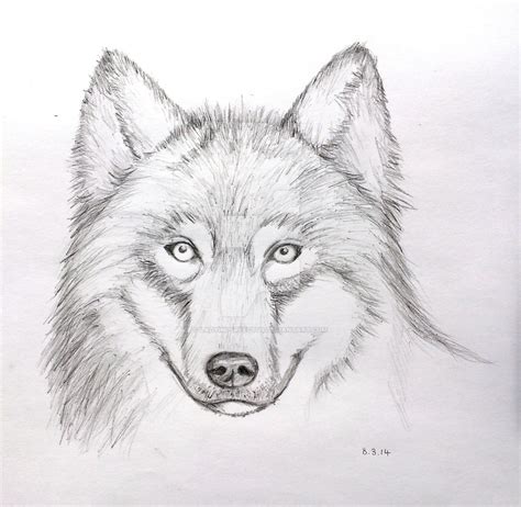Pencil Sketch Of Wolf At Explore Collection Of