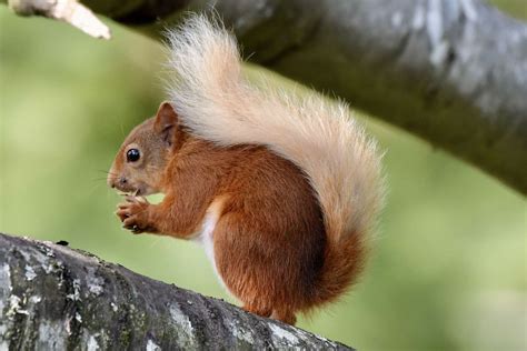 Watch Volunteers Needed For Great Scottish Squirrel Survey