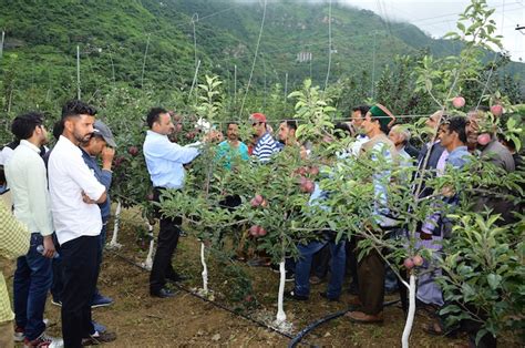 It also contributes to significant early fruit bud differentiation the year of planting. Solan Farm Varsity Showcases High-density Apple Plantation ...