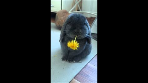 Cute Bunny Eats A Flower Youtube