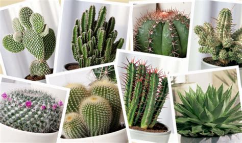 Información Sobre Los Cactus Sus Características Y Cuidados Información