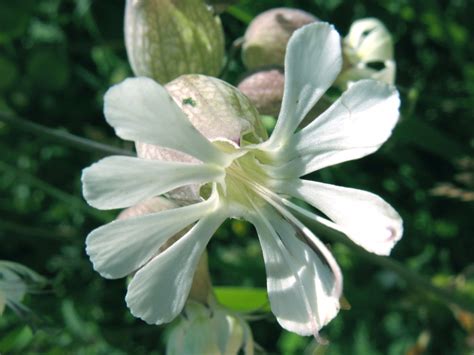 Bladder Campion Facts And Health Benefits