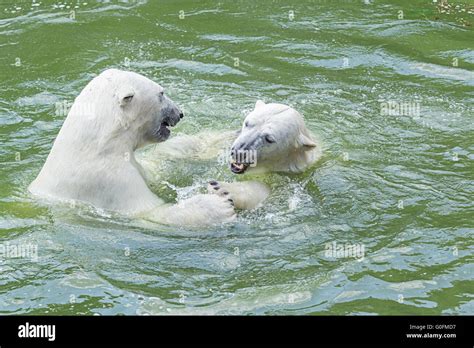 Polar Bears Dance Stock Photo Alamy