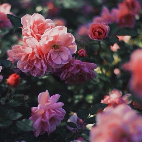 Photography Flowers Pink Nature Roses Rose Bush Aesthetic