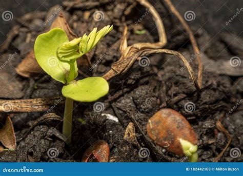 Seeds Germinating And Trees Growing Stock Image Image Of Germinating