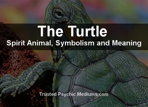 The Turtle Spirit Animal A Complete Guide To Meaning And