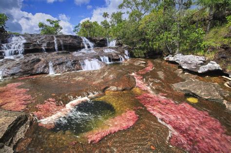 Se reactivó el turismo en el país: Amazonia z Najpiekniejsza Rzeka Kolumbii Cano Cristales ...