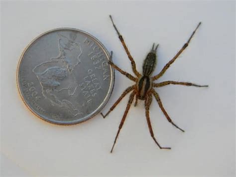 Agelenopsis American Grass Spider Usa Spiders