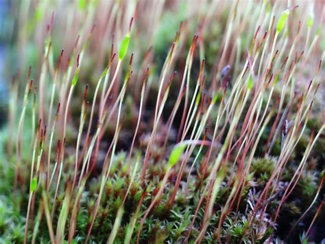 Free Images Nature Lawn Meadow Prairie Leaf Flower Moss Green