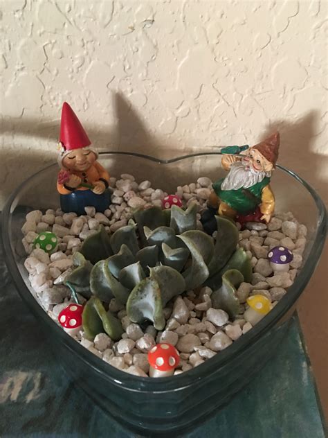 Pin On Succulents For Sale