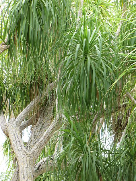 See more ideas about pony tail palm, palm, ponytail. Lg. Ponytail Palm Tree (beaucarnea recurvata) - Fast ...