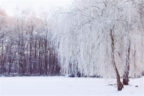 Free Images Tree Nature Forest Branch Cold White Frost Ice