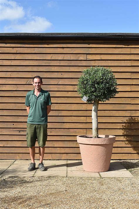 Potted Lollipop Olive Tree No 139 Olive Grove Oundle